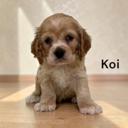 puppy, for, sale, Cocker Spaniel, Joe & Cherri  Overlease, dog, breeder, Miller, MO, dog-breeder, puppy-for-sale, forsale, nearby, find, puppyfind, locator, puppylocator, aca